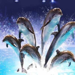 Dolphin-Seal-Show-ft
